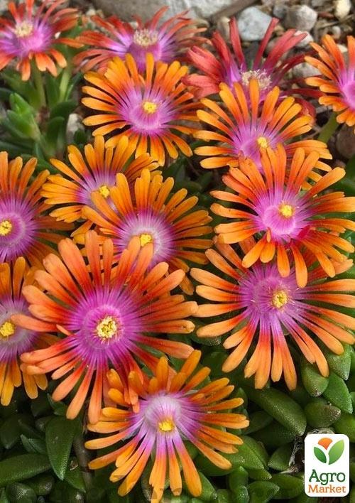 Делосперма (квітучий сукулент) "Fire Spinner"