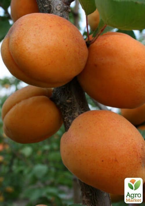 Абрикос "Цар Бибер" (летний сорт, средний срок созревания) - фото 3