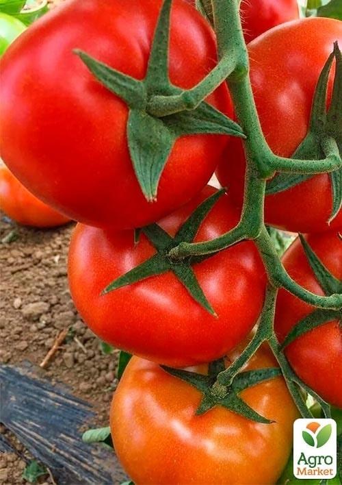 Томат індетермінантний "Прайд F1" ТМ "Lark Seeds" 250шт