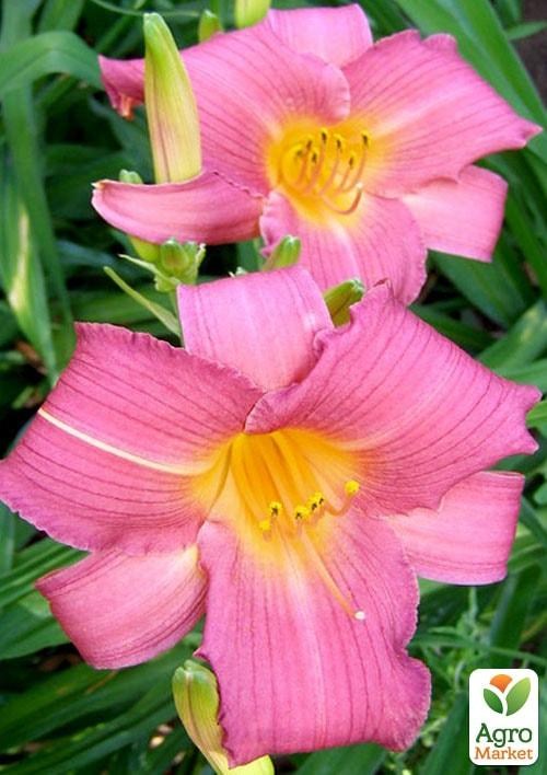 Лілійник "Sugar Candy" 1шт в упаковці