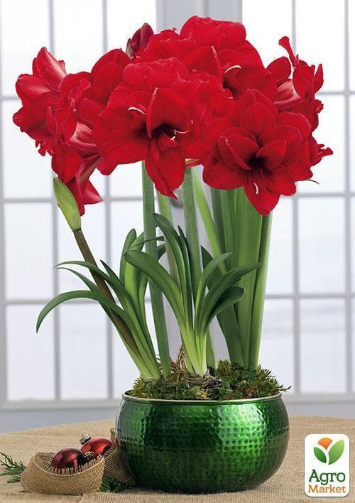 Амариллис в горшке "Рождественский цветок" - фото 4