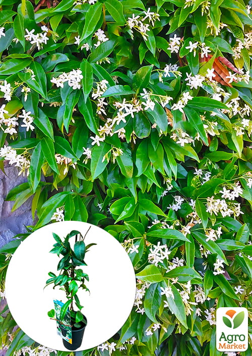 LMTD Трахелоспермум "Jasminoides" висота 50-70см