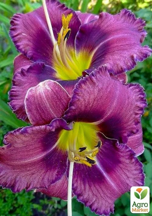 Лилейник "Forgotten Dreams" 1шт в упаковке