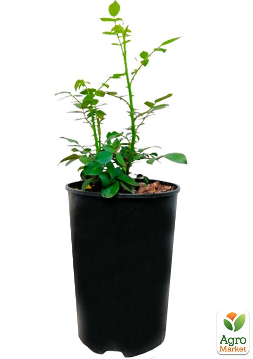 Роза в контейнере английская "Эдем" (саженец класса АА+)  - фото 3