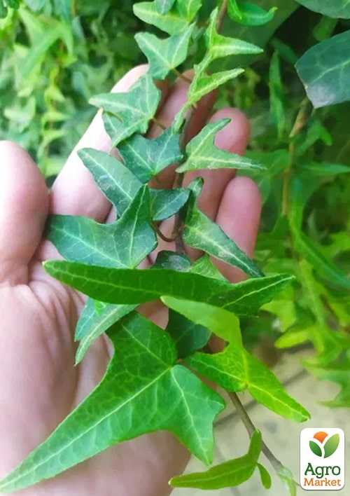 Плющ узколистный "Sagittaefolia" контейнер Р9 - фото 6