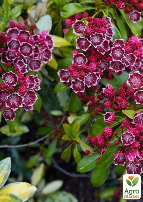 Кальмія latifolia "Kaleidoscope" - фото 3