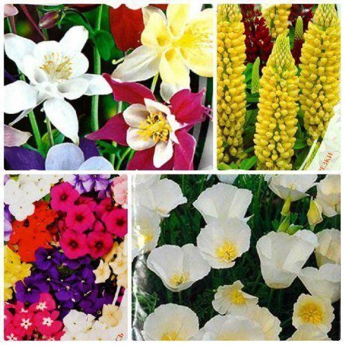 Комплект семян цветов "Цветной двор" 5уп