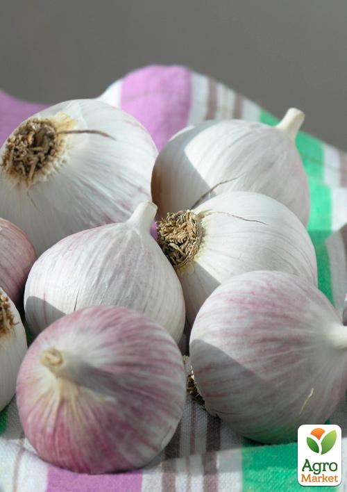 Часник посадковий (однозубка) "Софіївський" Україна 200г (фракція 7-9мм)