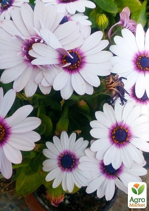 Остеоспермум "Soprano white" (контейнер № 10, высота 10-20 см) - фото 2