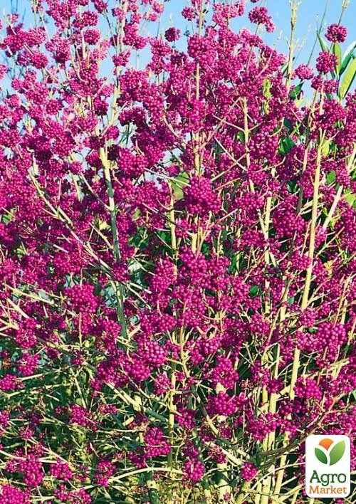 Красивоплодник бодиньера "Profusion" 3-х летний (высота 70-100см) - фото 5