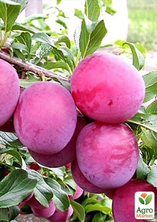 Ексклюзив! Слива рожева "Американ бой" (American boy) (канадська селекція, преміальний супер соковитий сорт)