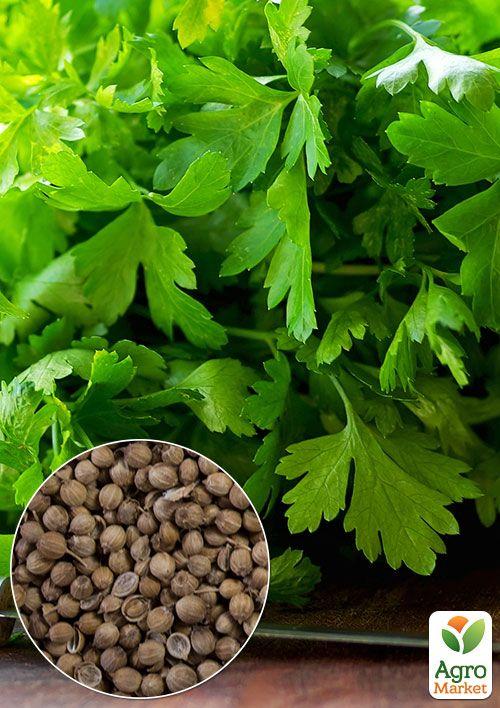 На вагу Кінза ТМ "Весна" ціна за 20г