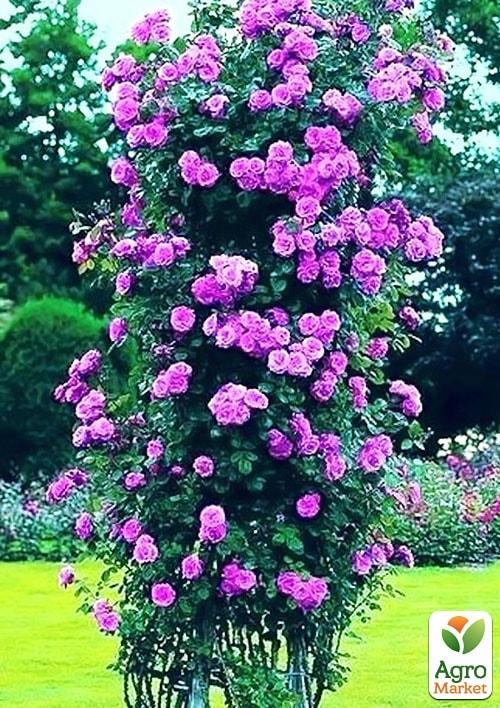 Троянда плетиста "Вейлченблу" (саджанець класу АА +) вищий сорт - фото 5