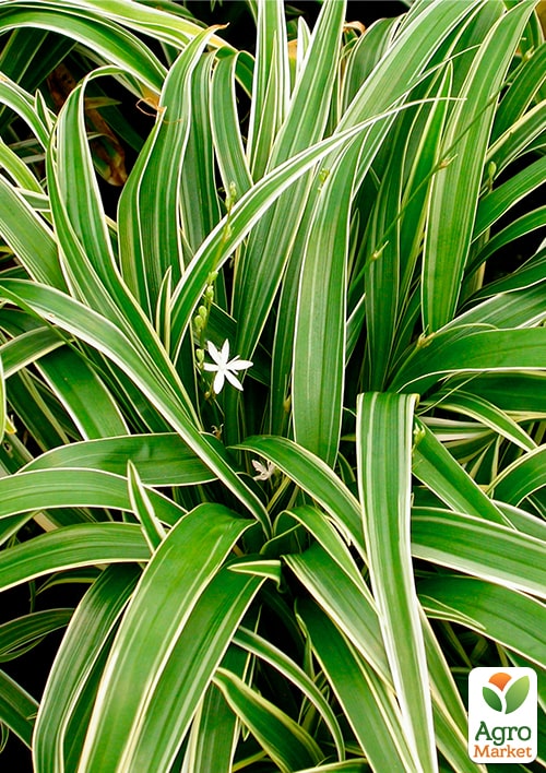 Хлорофитум Вариегата - фото 4