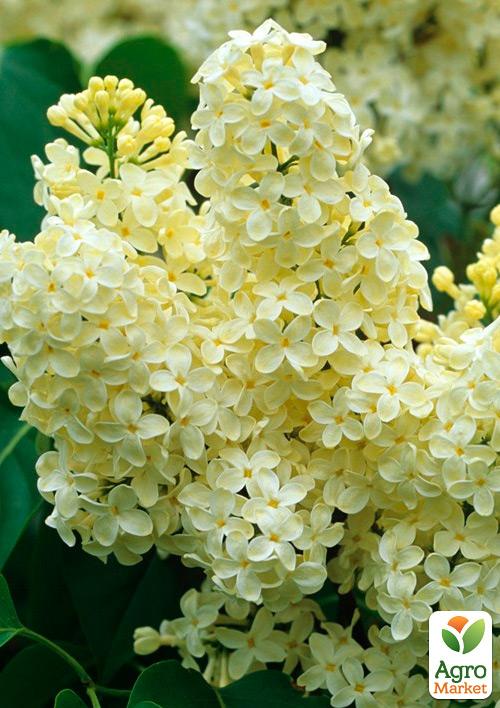 Бузок жовтий "Примроз (Primrose)"