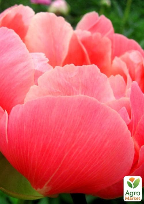Пион травянистый "Coral Supreme"  - фото 3
