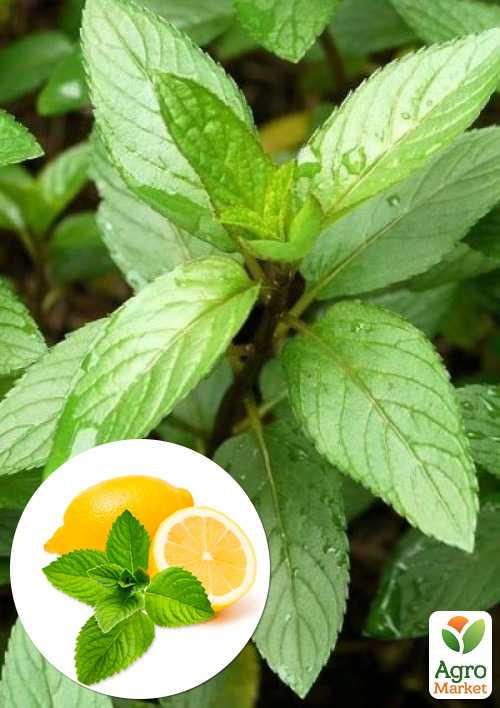 М'ята "Hilary's Sweet Lemon"
