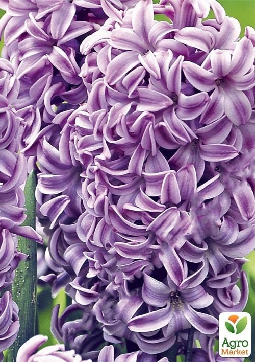 Гиацинт "Splendid Cornelia" 2шт в упаковке