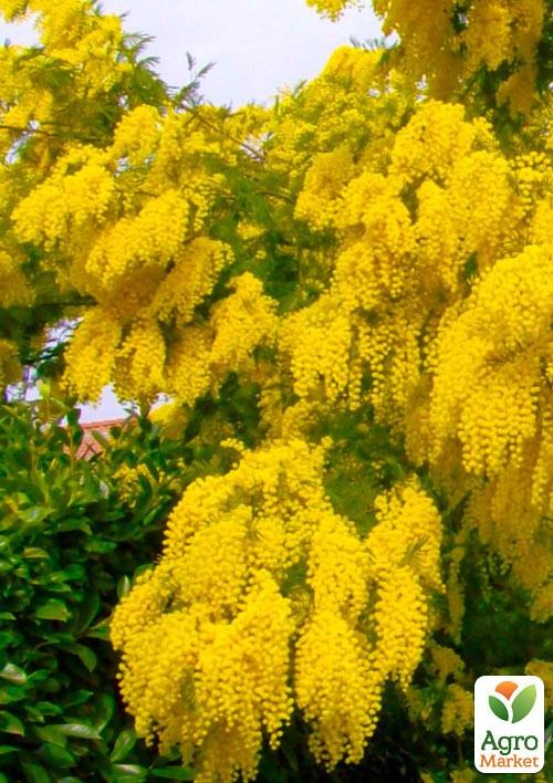 Мимоза (Acacia Dealbata) вазон Р9 - фото 3