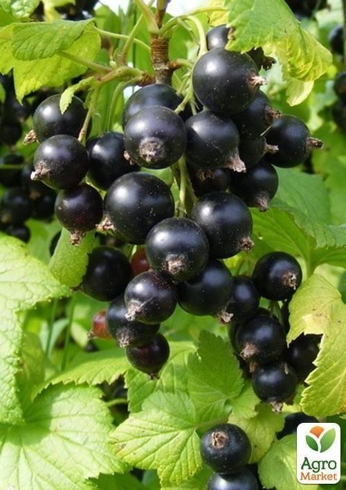 Смородина чорна "Аметист" (середньо-пізній термін дозрівання)