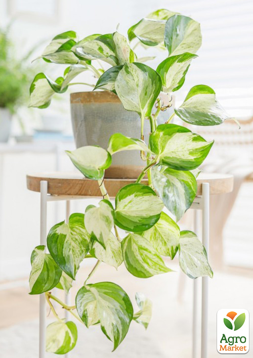 Эпипремнум "Happy Leaf" 20-30см