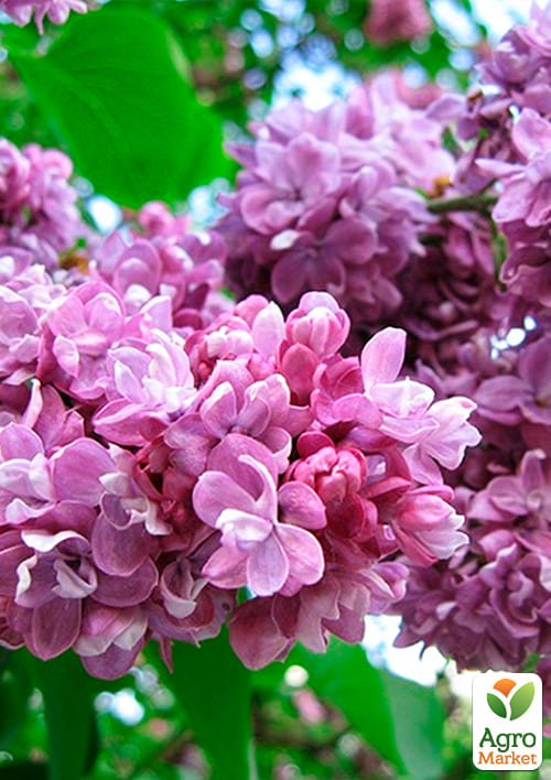 Бузок темно-фіолетовий "Тарас Бульба" (Taras Bulba) - фото 5