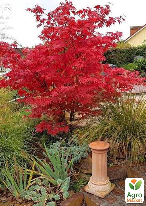 Клен приречный "Гиннала" (Acer tataricum s. ginnala) вазон Р9