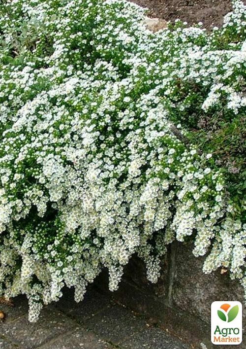 Астра почвопокровная"Snow Flurry" (контейнер № 10)