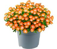 Делосперма