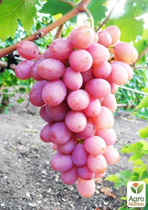 Виноград "Дюжина"