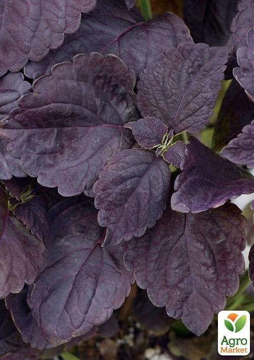 Колеус "Grande Velvet"