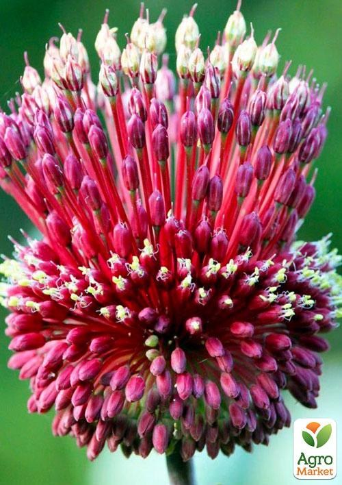 Алліум "Red Mohican" (розмір 10/12 великий) 1шт в упаковці