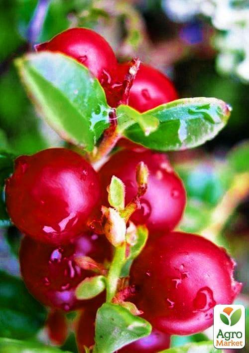 Журавлина "Ховес" (Hoves) (середньо-пізній термін дозрівання, великоплідний сорт)