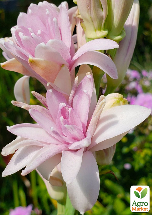 Тубероза "Pink Sapphire" (Царица Ароматов) размер 8\9