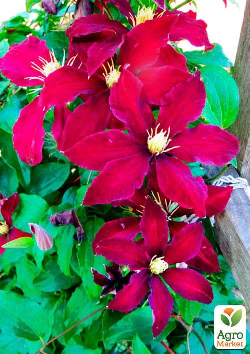 Клематис 3-х річний "Syrenal" С2 - фото 2