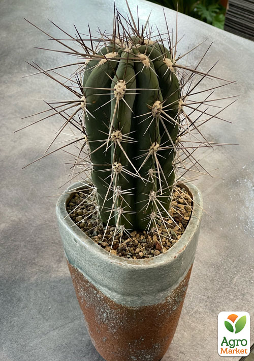 Кактус "Стетсонія Булавоподібна" (Stetsonia Coryne) (Нідерланди)