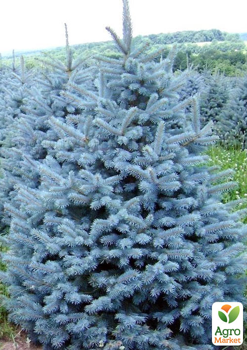 Ель голубая "Majestic Blue" вазон С1,5, высота 15-30см - фото 3