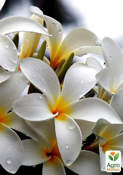 Плюмерия белая "Ирида" "Vesna Exсlusivе" 10шт
