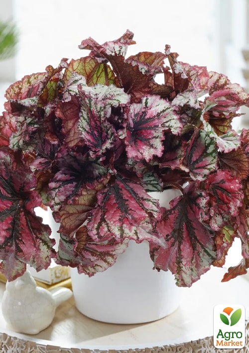 Бегонія королівська REX "Lambada" 20-30см - фото 5