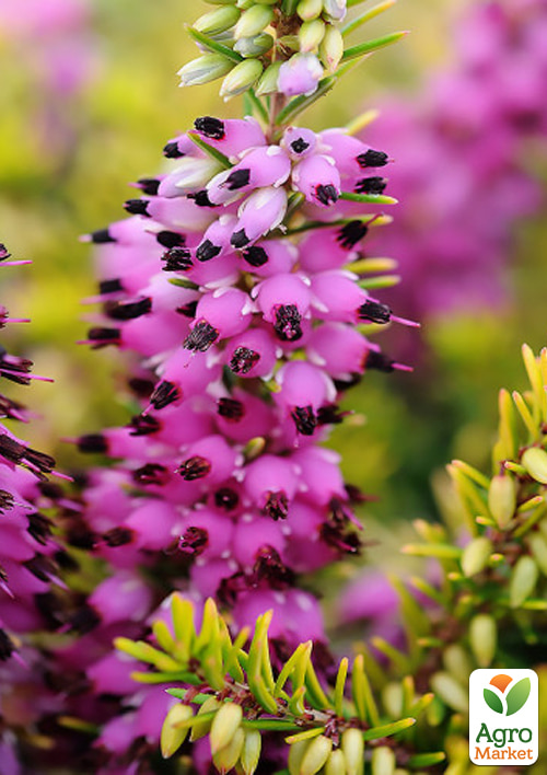 Еріка "Eva Gold" вазон Р9