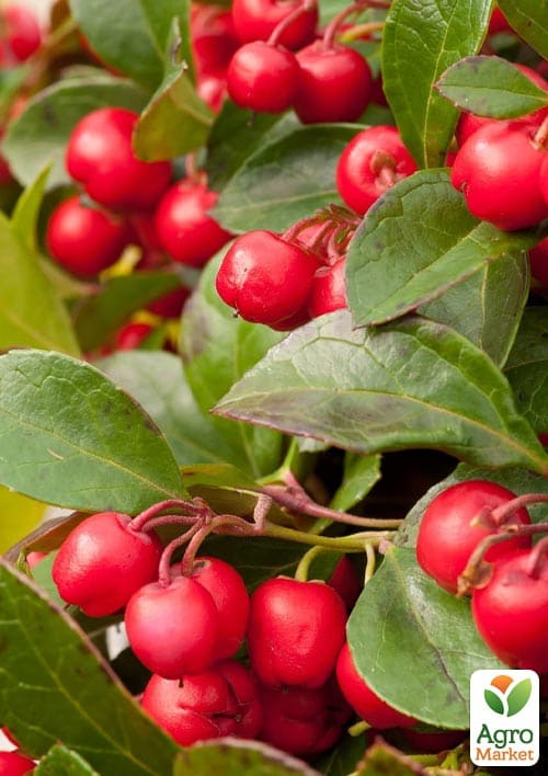 LMTD Гаультерия "Big Berry" с плодами (высота 15-25см) - фото 6