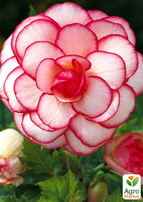 Бегония "Бутон розы" 1 шт