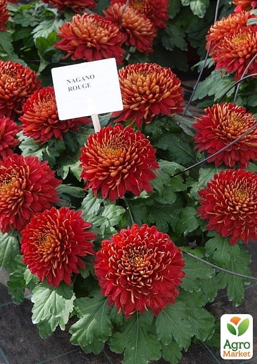 Хризантема "Nagano Rouge" (низькоросла великоквіткова)