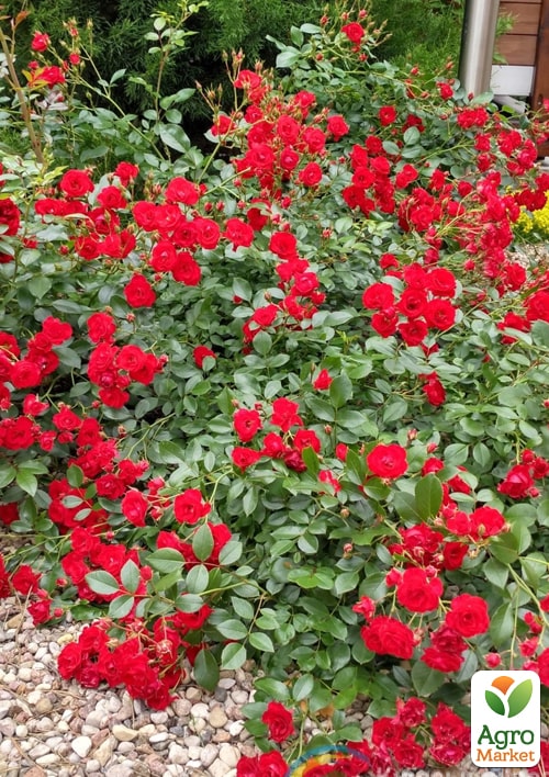 Роза почвопокровная "Скарлет" в контейнере, высший сорт - фото 7