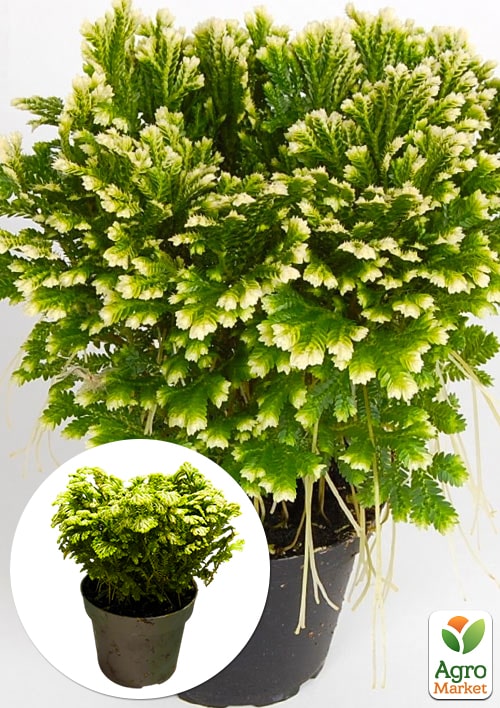 Селагинелла "Jori"