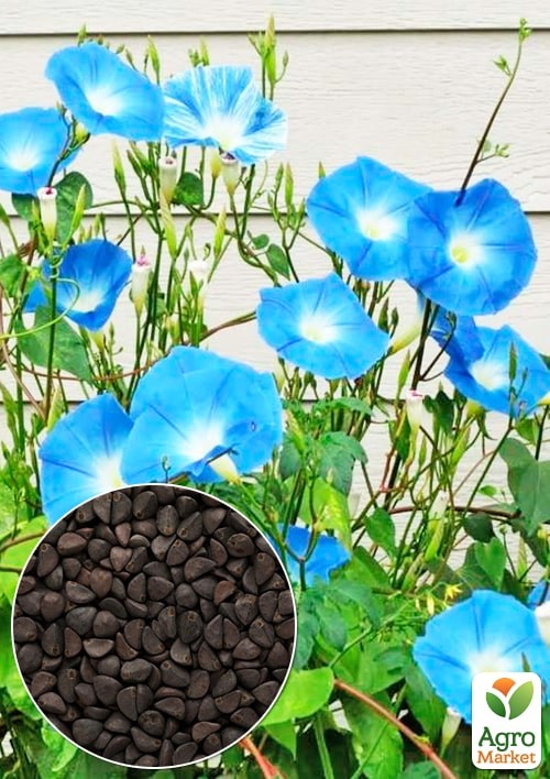 Ипомея голубая (Зипер) ТМ "Весна" 1г