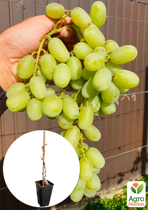 Виноград кишмиш "Ленд Крузер" (укорененный саженец в контейнере)