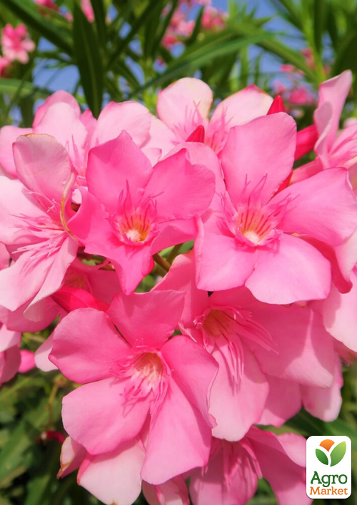 Олеандр 3-х річний "Greta" (висота 60-80см) - фото 3