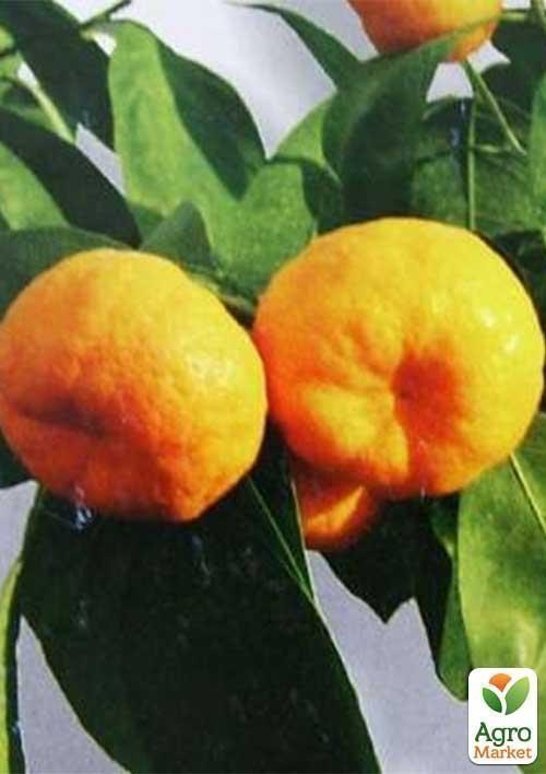 Мандарин "Сочинський-23" вік саджанця 2 роки - фото 3