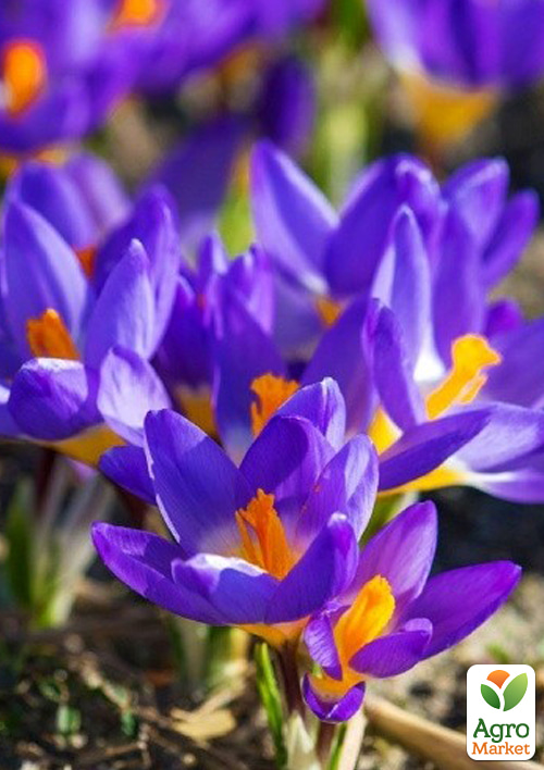 Крокус крупноцветковый "Tricolor" укорененный - фото 5